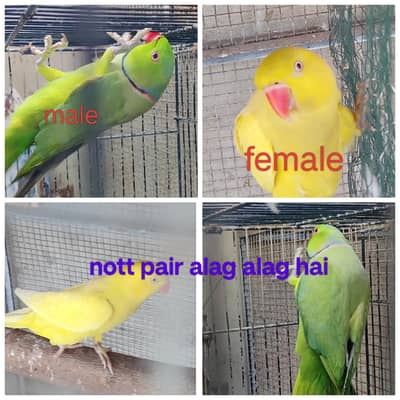 yellow ring neck Green Ring neck