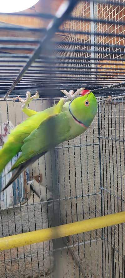Green Ringneck