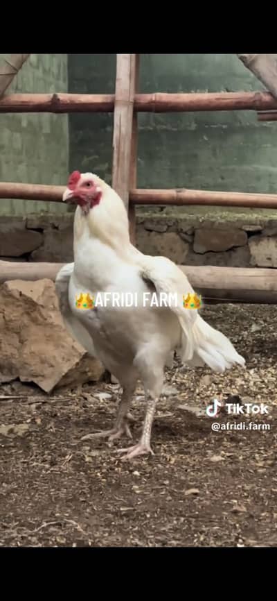 Heera aseel best qulatiy