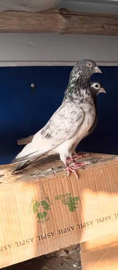 Out Class pigeon 7 piece For Sale