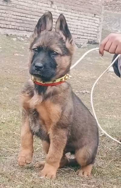 Alsatian security dog | Alsatian male Dog | Alsatian puppy for sale