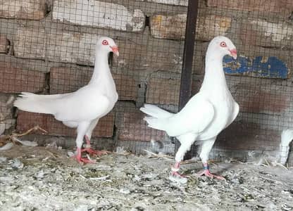 Imported bloodline breeder pairs and chicks pairs
