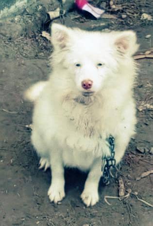 03105502413pinknose russain female for sale