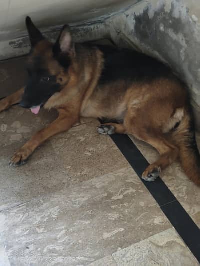 German shepherd pair