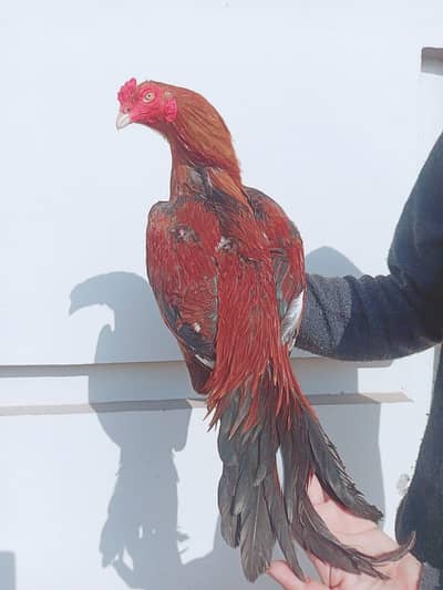 lakha lassani male forsale.