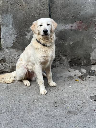 Male available for new home