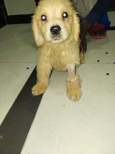 Retriever | Golden Retriever Puppies | pedigreed Golden Retriever pups
