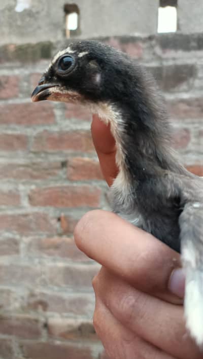 6Dragon+Thai chick+mother