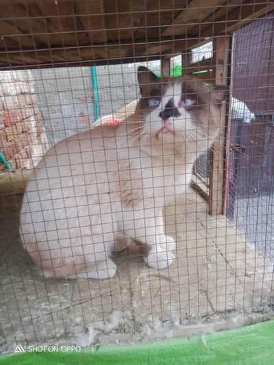 Himalayan Cat male