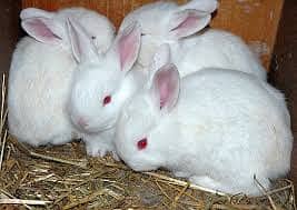 White New Zealand Rabbit Pair