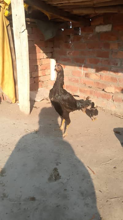 Thai cross health and wealth