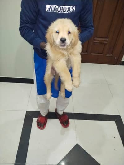 Golden Retriever | Puppies | Golden Retriever Pedigreed For Sale