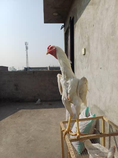 white shamo pair for sale premium quality