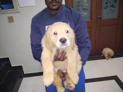 Retriever | Golden Retriever Puppies | pedigreed Golden Retriever pups