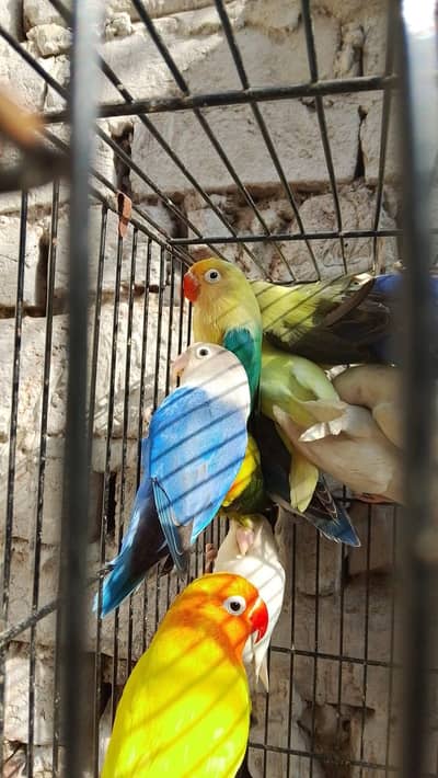 Sunday offer Mix color Love birds