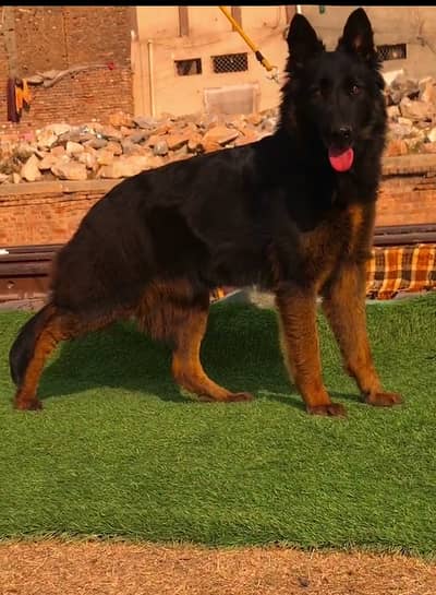 German Shepherd dog for sale