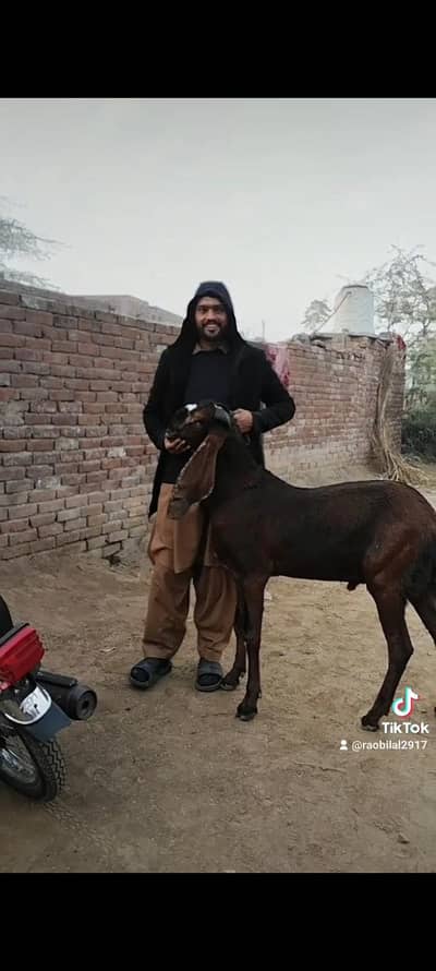 3 pair all active no any problems with 7 days warranty