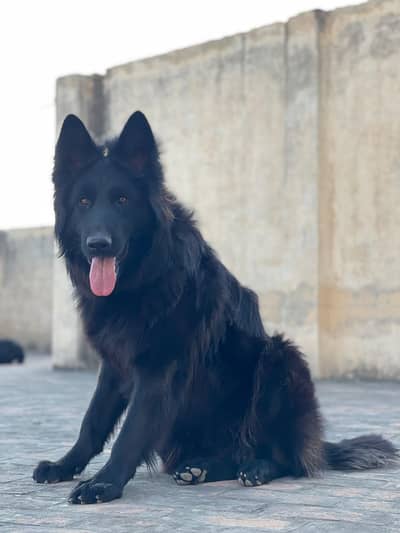 German shepherd padagry