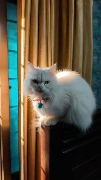 Persian Cat Female