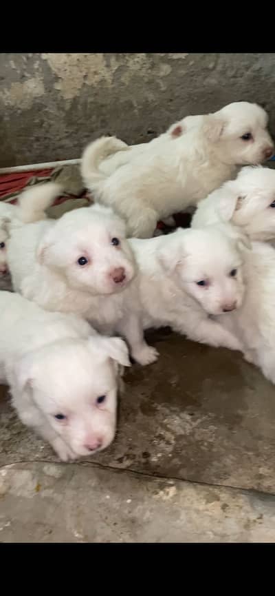 Russian pista puppies available high quality long coat