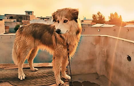 Siberian husky male vaccinated healthy and active dog  .