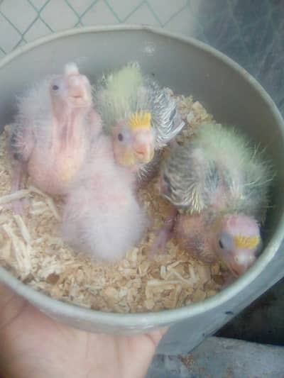 Cocktail Chicks for handtamed