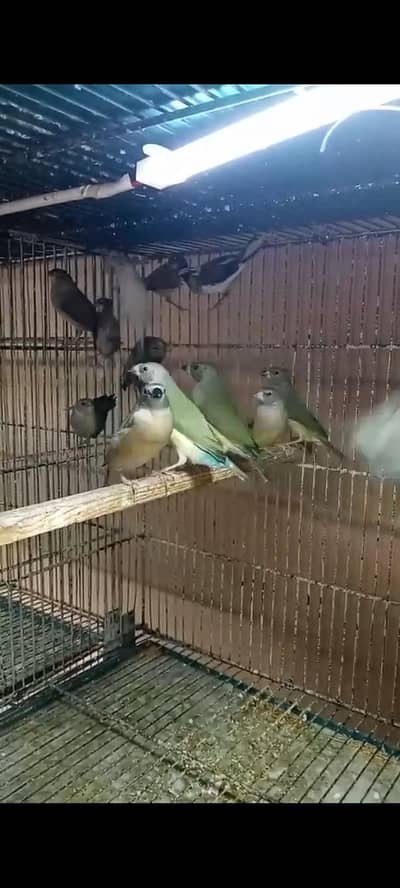 koman and blue seplet KY pahthay ha gouldian Finch
