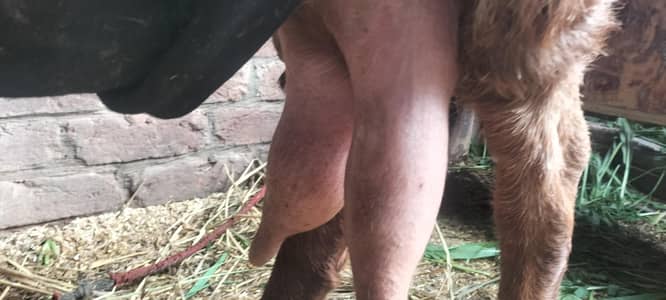 Neetal Bakri Doodh dene wali Goat