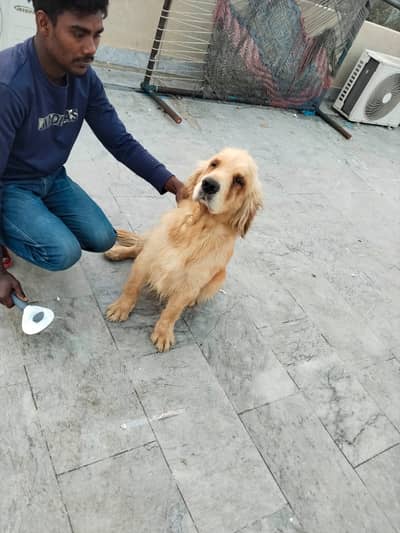 Golden Retriever Dog | pedigreed Golden Retriever Dog For Sale
