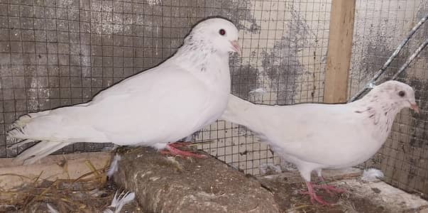 laal motion waly original