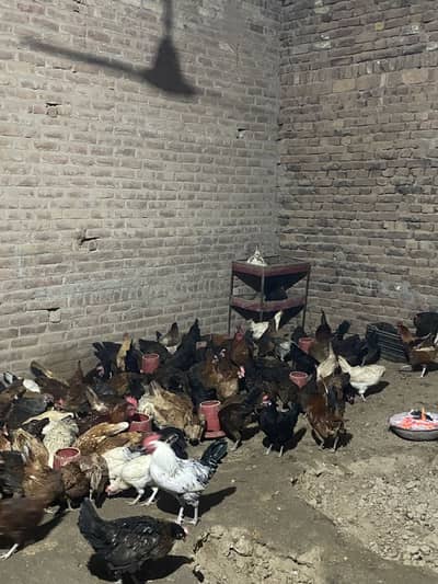 Golden misri murgi mix  Eggs waly hens Available