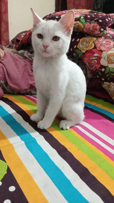 I m selling my Persian double coated female cat