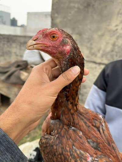 Turkash hint cros High quality Birds