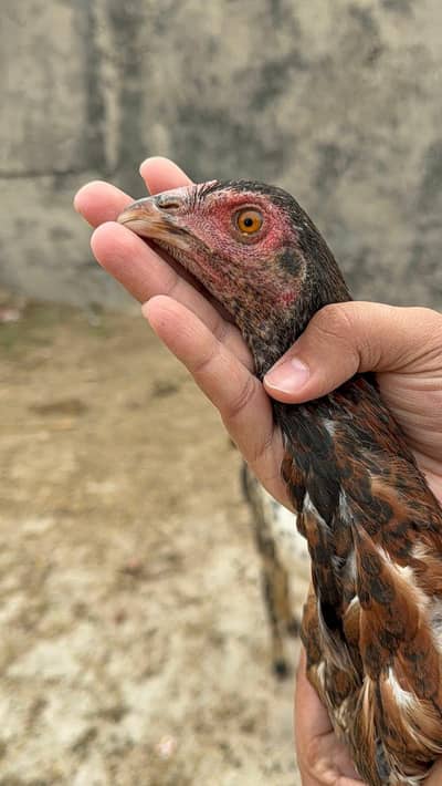 Turkash hint cros High quality Birds