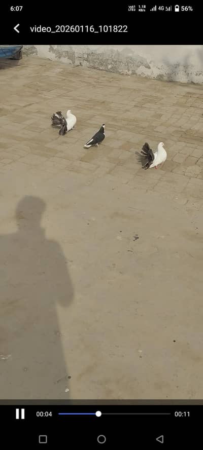 Pigeon. lake  kabotar