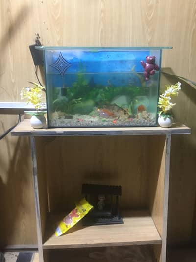 Aquarium complete setup with stand / fishes