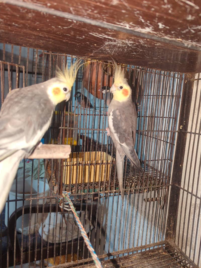 cocktail,java and budgies 3