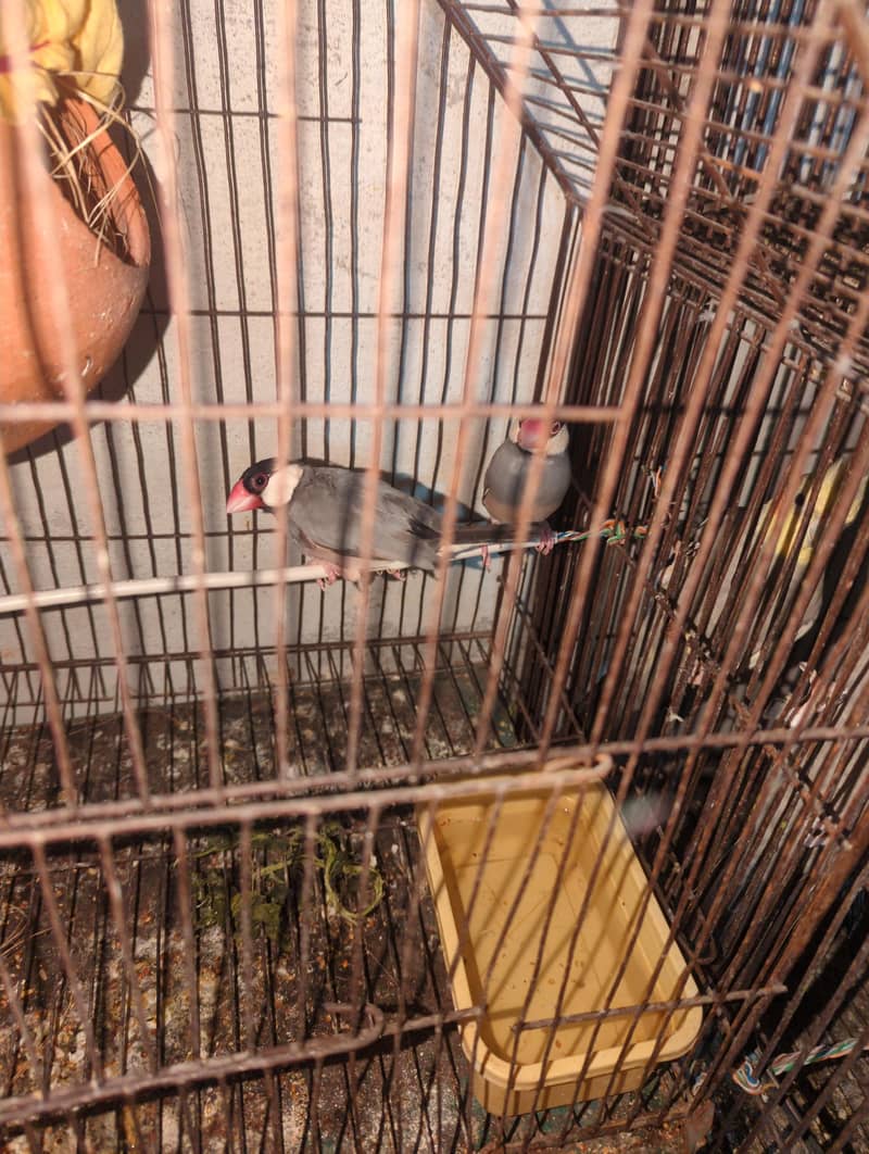 cocktail,java and budgies 5