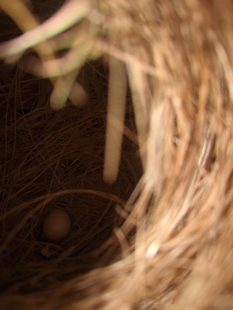 cocktail,java and budgies 6