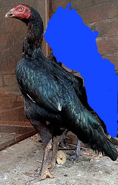 Aseel thai Madi 0321__/788/=1088