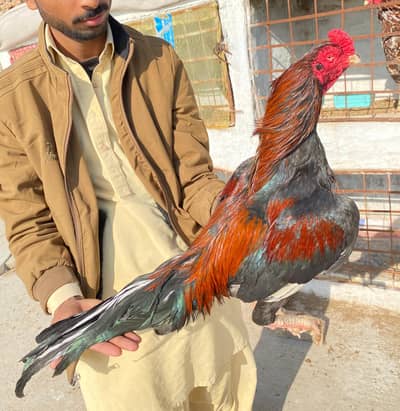 Pure Mainwali Breed