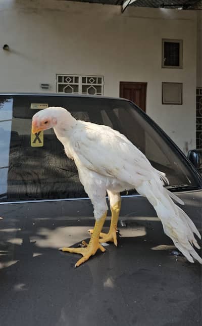 Indian Parrot BEAK | Parrot beak pure| Long Tail | pure aseel | Hen