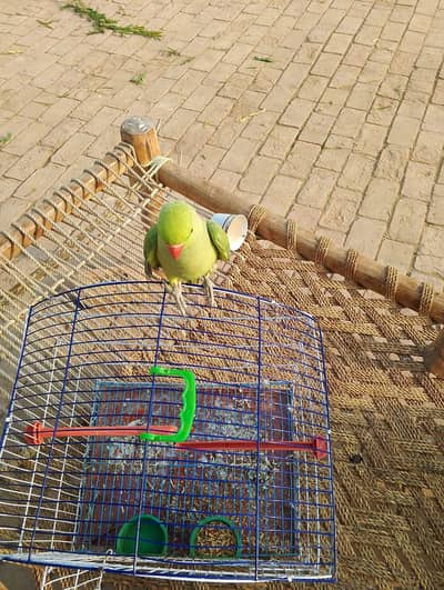talking parrot for sale