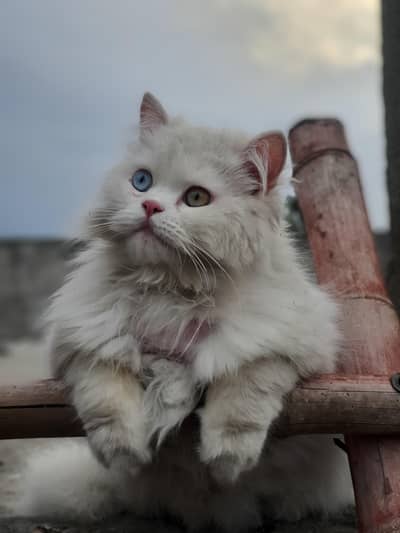 1.5 year male and 2 kittens