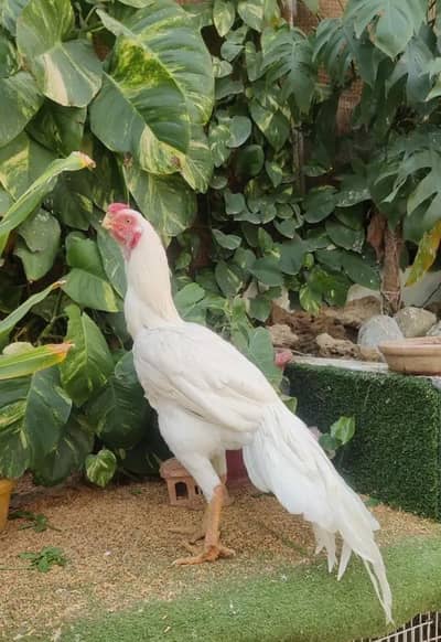 Paper white mail for sale only WhatsApp number 03268750738