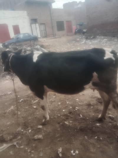 2 . Month ki gaban cows 0322=1087590