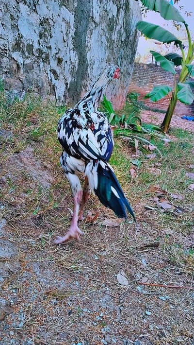 aseel cheena patha urgent sale krna ha