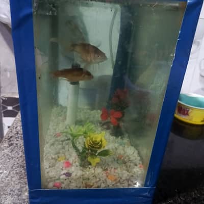 Aquarium complete set 2 fish, oxygen pump,some fish food
