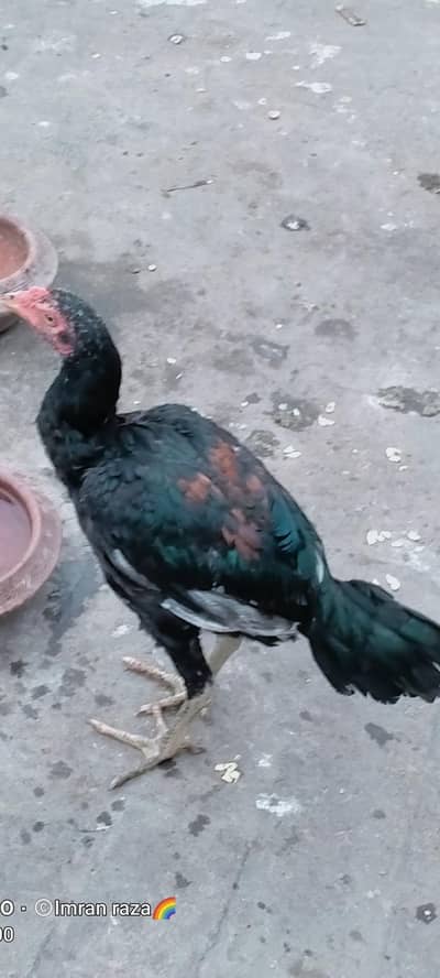 abutifull   female long height Thai cross