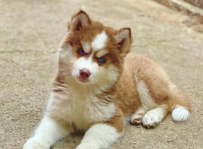 Siberian husky male puppy